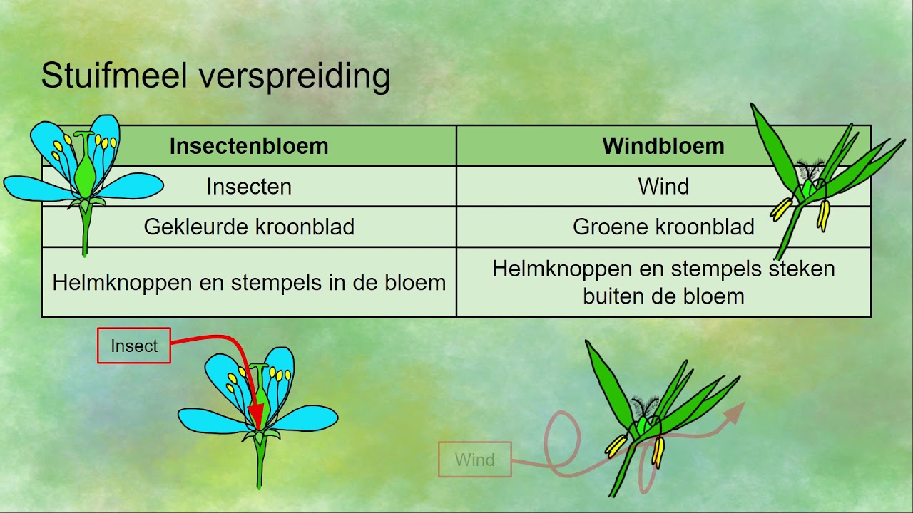 Het Soort Of De Soort