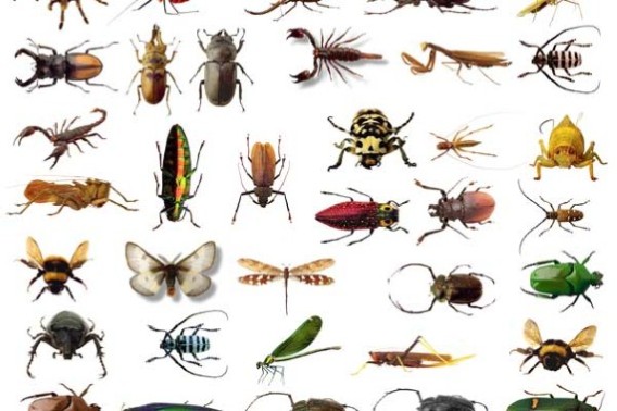 Hoeveel Insecten Zijn Er Op De Wereld