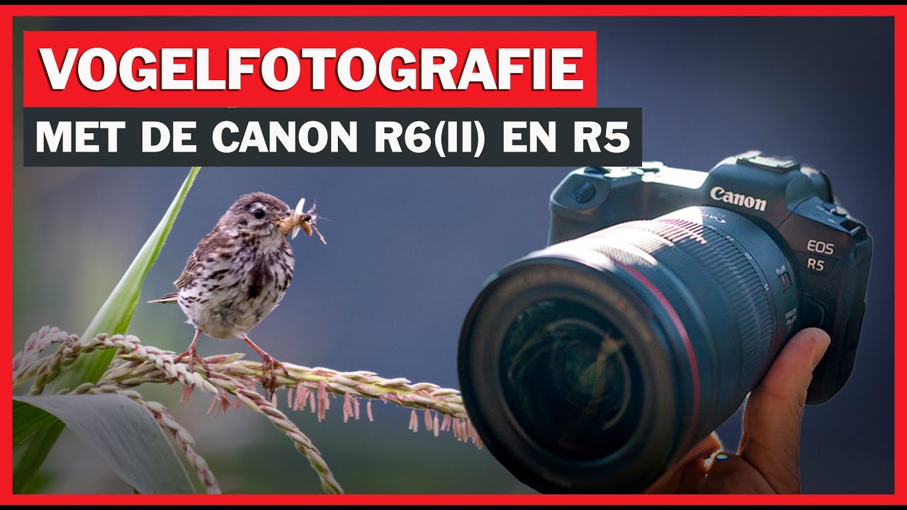 Instellingen vogelfotografie | Canon EOS R5, R6, R6II en R7 - YouTube - Wat Is Bij Vogels De Normale Ademhaling