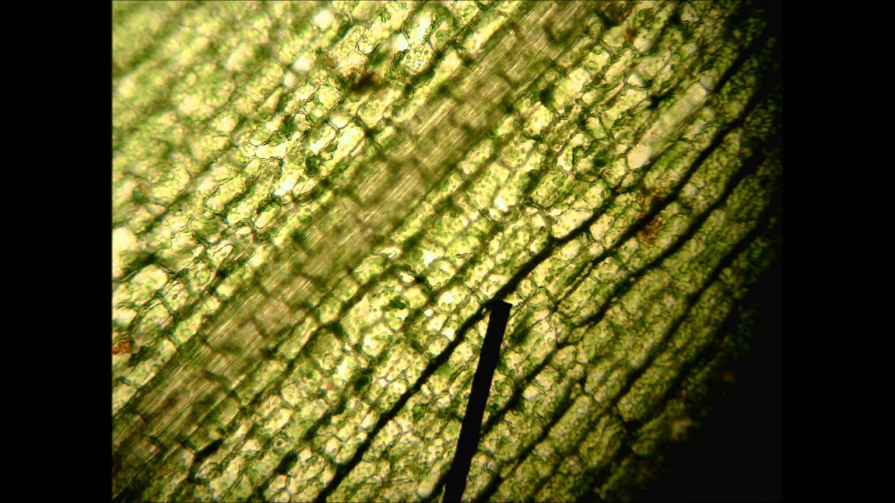 Instructie Microscopie waterpest - YouTube - Hoe Maak Je Een Preparaat