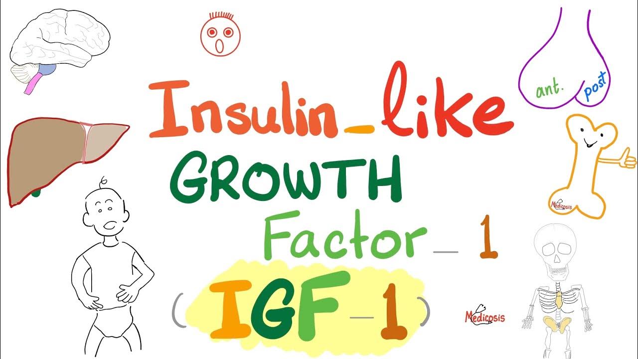 Igf-1 Sd Waarde Te Laag
