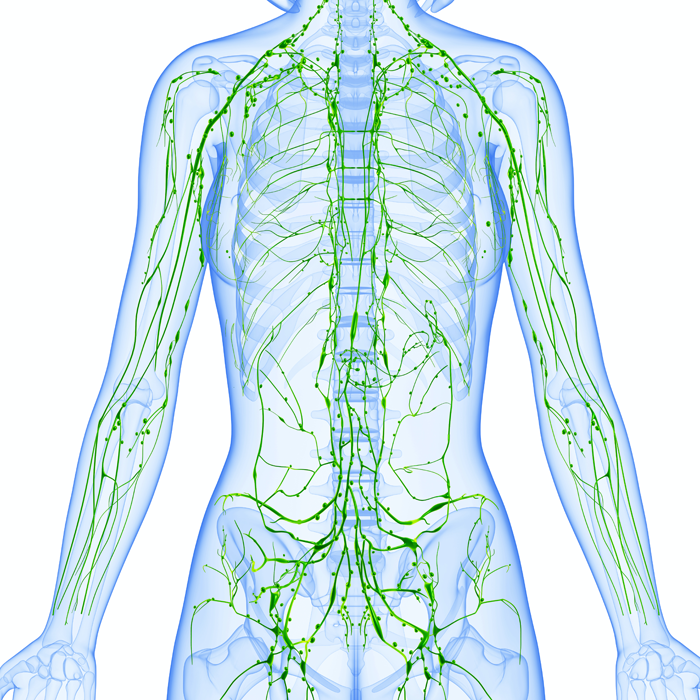 IPC Therapie – Lymfoedeem behandeling met compressietherapie - Waar Zitten De Lymfeklieren In De Hals
