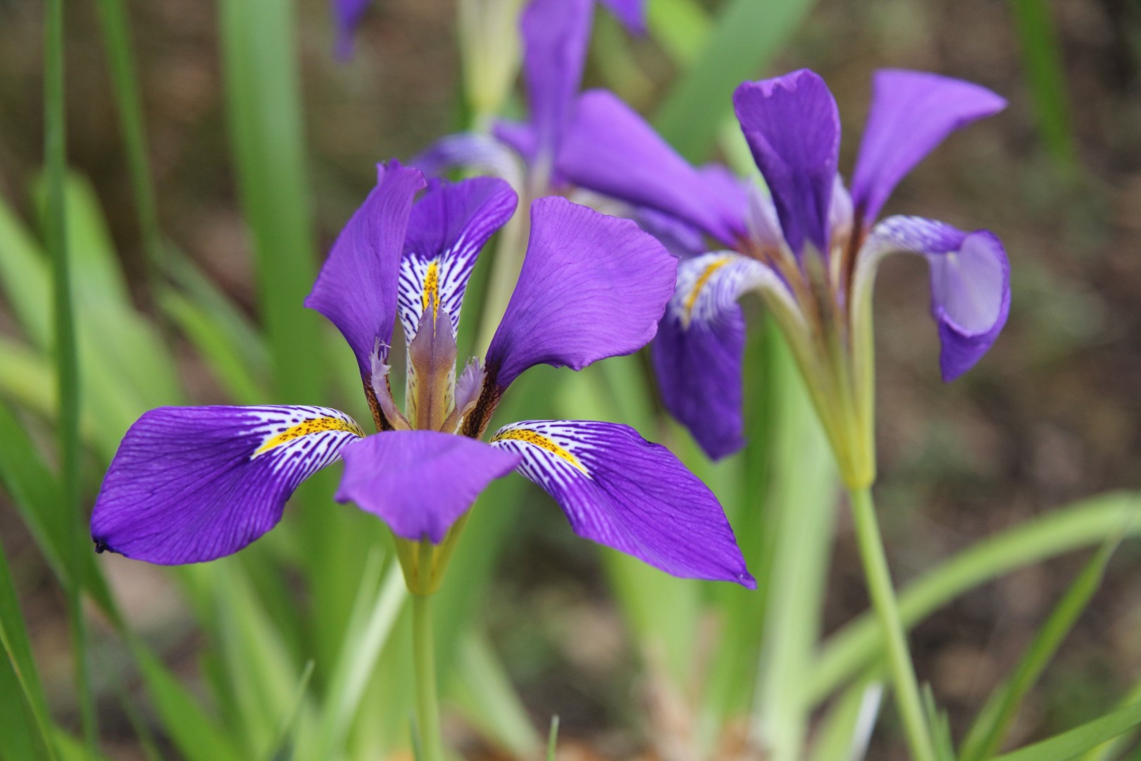 Iris lazica ‘Turkish Blue’ EMR 1020 | Pan Global Plants - Iris Van Den Ende Vermogen