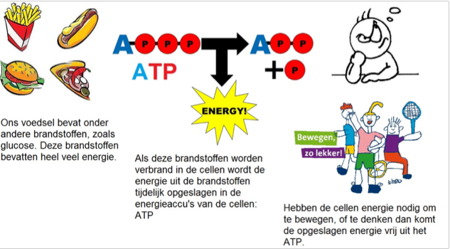 Welke Brandstof Gebruiken Mensen Vooral In Hun Lichaam