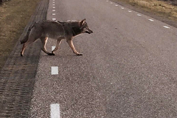 Is de wolf terug in Nederland? | Jeroen Verhoeff - Waarom Is De Wolf Terug In Nederland
