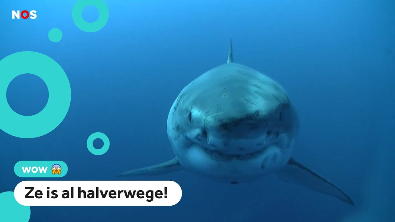 Hoeveel Witte Haaien Zijn Er Nog