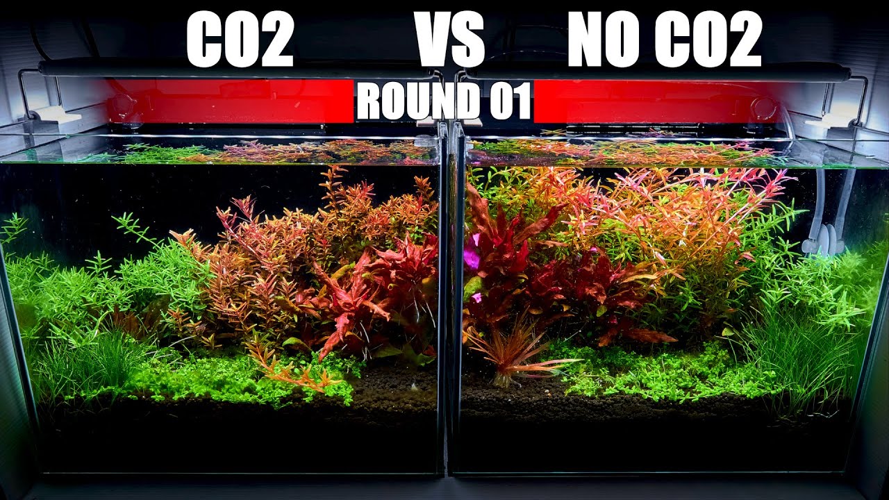 Is It Worth To Add CO2 To Your Planted Tank? | 1st Round of CO2 Vs No - Teveel Co2 In Bloed Symptomen