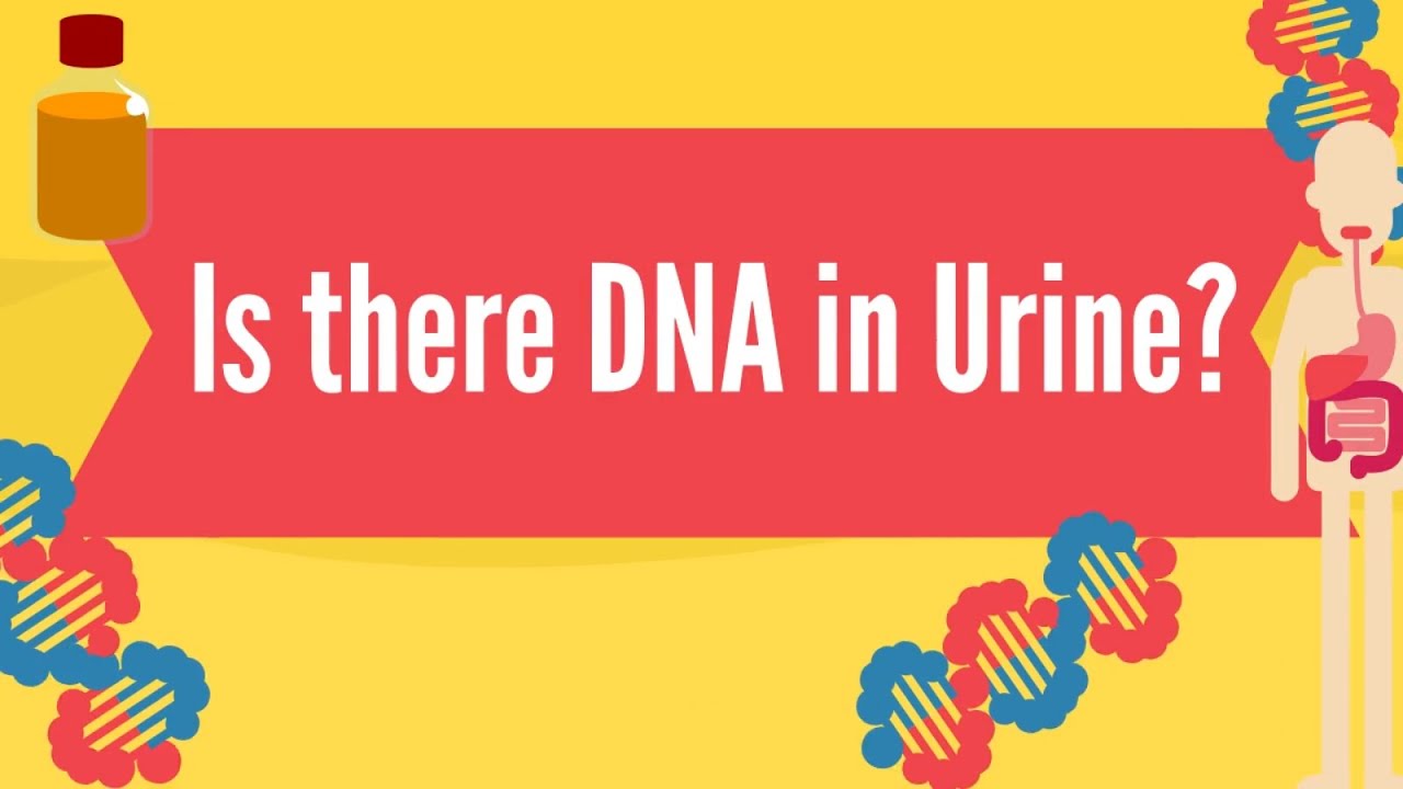 Zit Er Dna In Urine