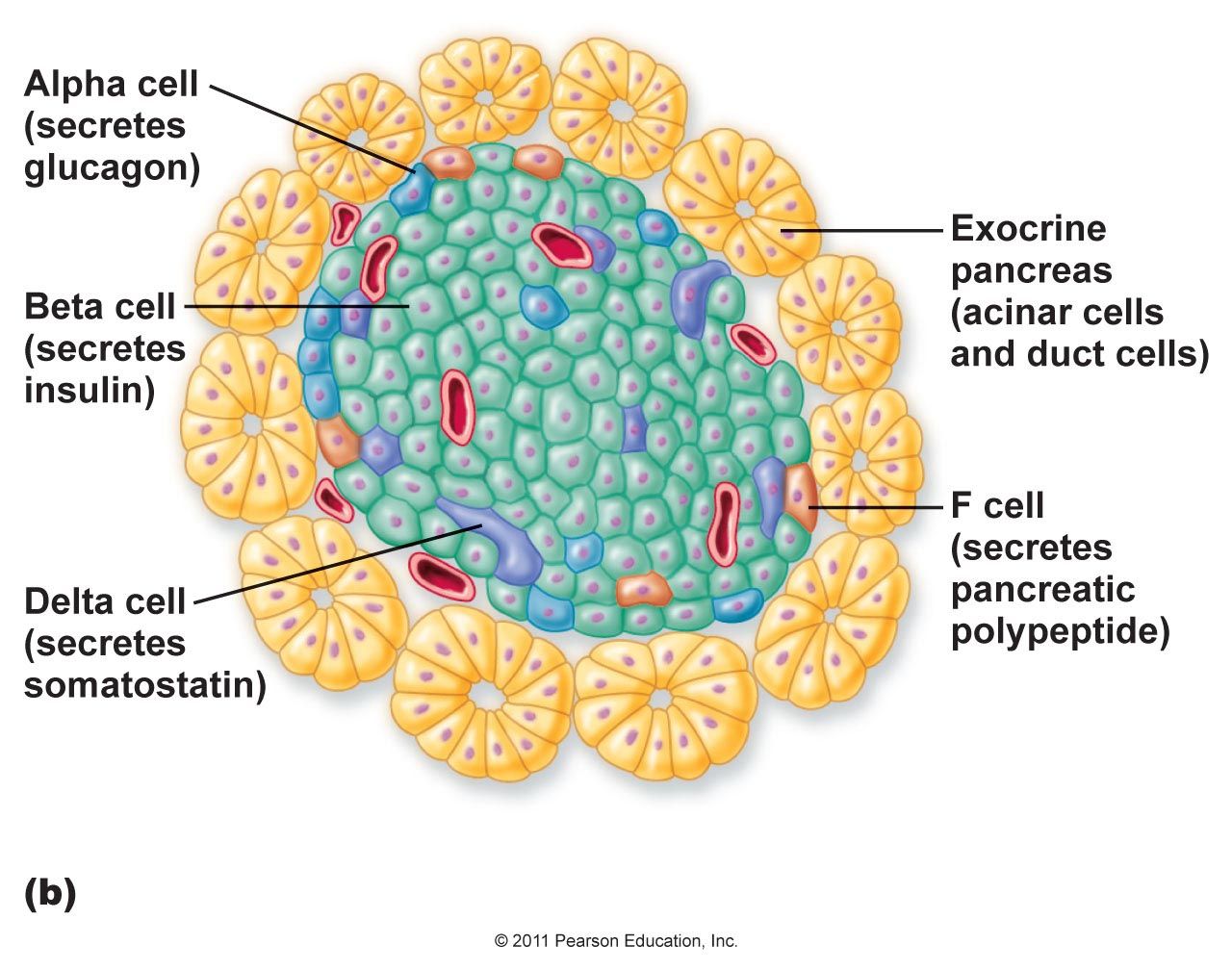 Eilandjes Van Langerhans Diabetes Type 2