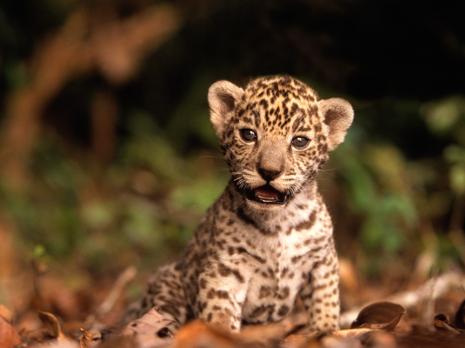 Hoeveel Eet Een Jaguar Per Dag