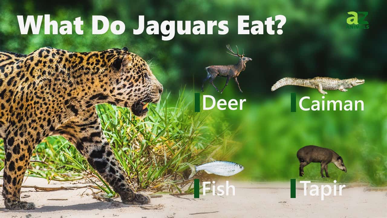Jaguar Animal Facts - Panthera onca - A-Z Animals - Hoeveel Eet Een Jaguar Per Dag