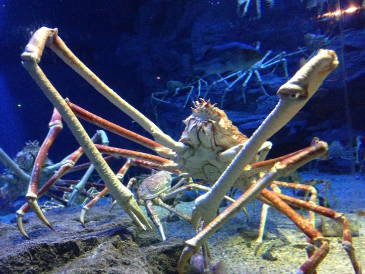 Japanese spider crab | Ocean creatures, Crab, Large animals - Japanse Reuzenkrab Grootste Krab Ter Wereld