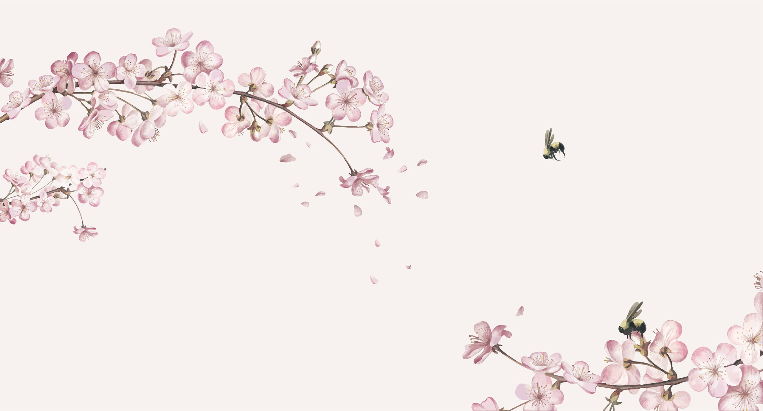 Japanse kersenbloesem behang | Sakura behang ~ Walloha - Bloeien Kersenbloesem In Japan Alleen In April