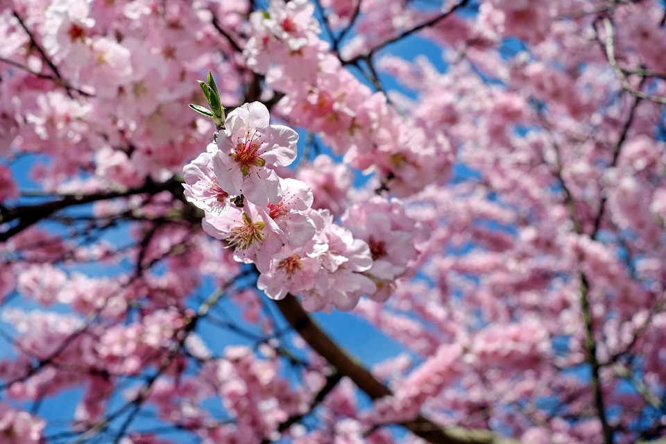 Japanse Kersenbomen Bloemen Roze · Gratis foto op Pixabay - Kersenbomen Bloeien In Japan Alleen In April