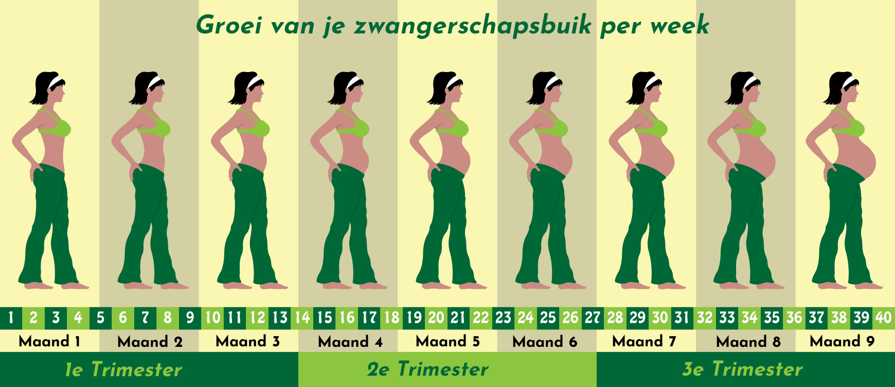 Je bent 12 weken zwanger - Baby op Komst - Welke Week Hebben We Nu