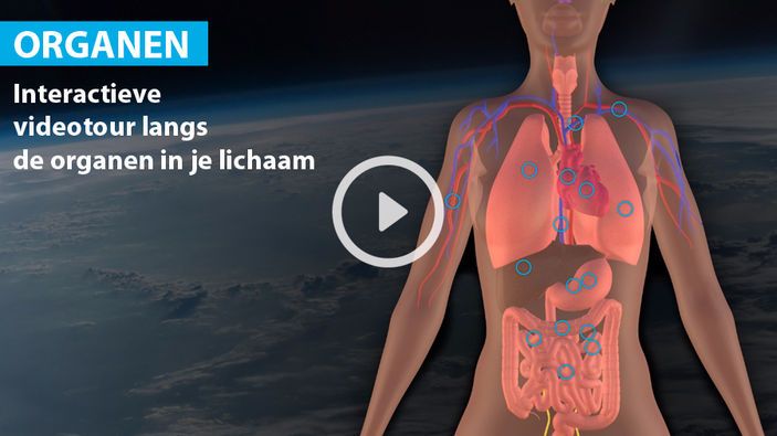 Alle Organen In Je Lichaam