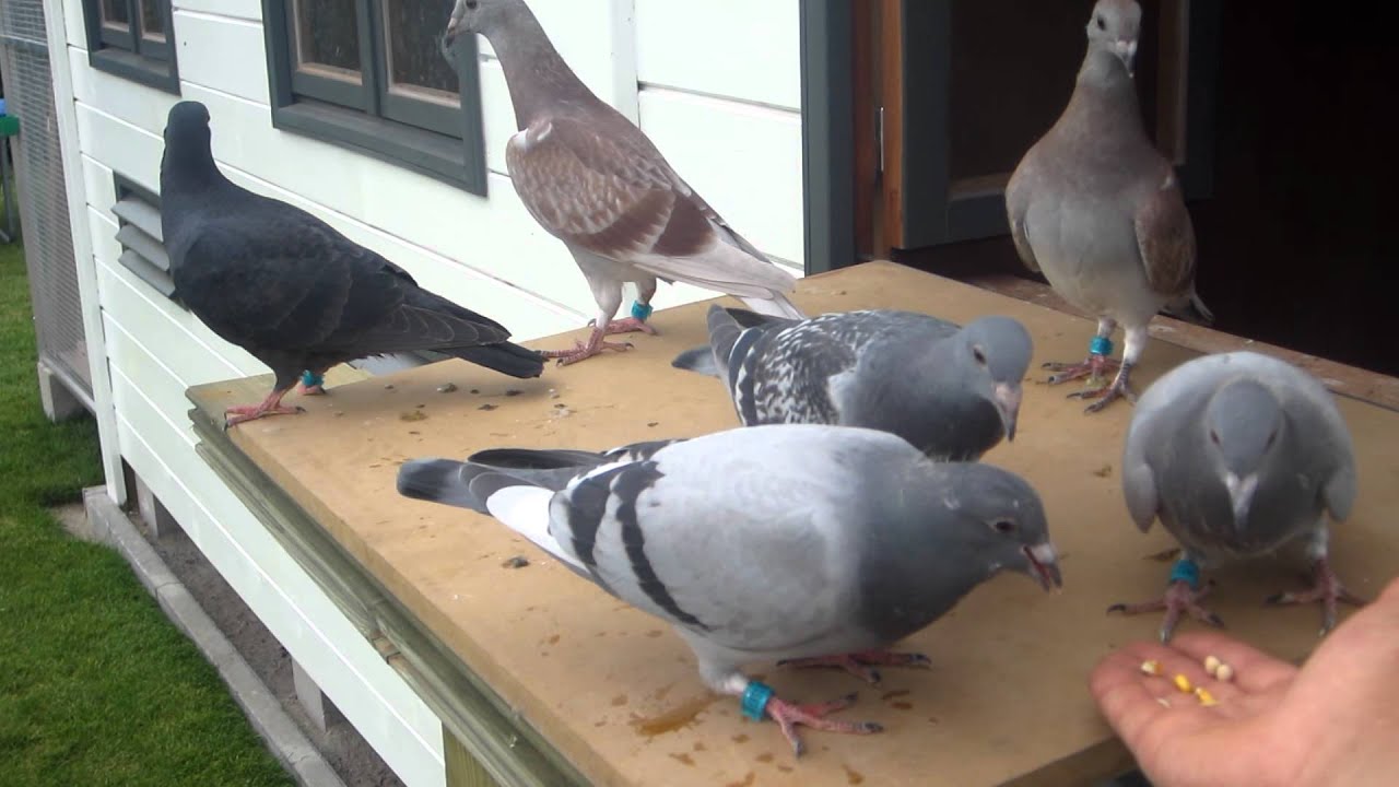 Wat Eten Duiven In Het Wild