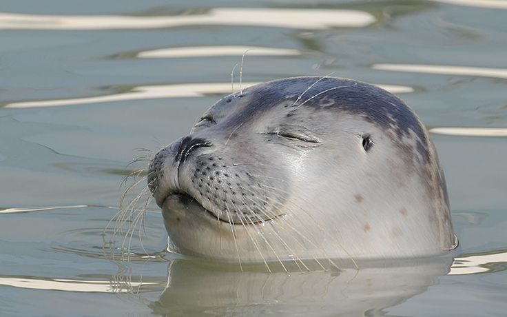 Jonge zeehondjes in de opvang, bruinvissen onder en boven water, grote - Jonge Zeehond Die Zijn Moeder Zoekt