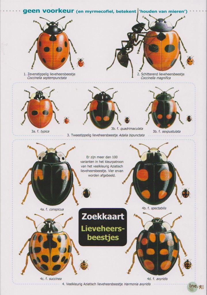 jufjanneke.nl - Lieveheersbeestjes in de klas | Lieveheersbeestjes - Waar Staat Een Lieveheersbeestje Voor