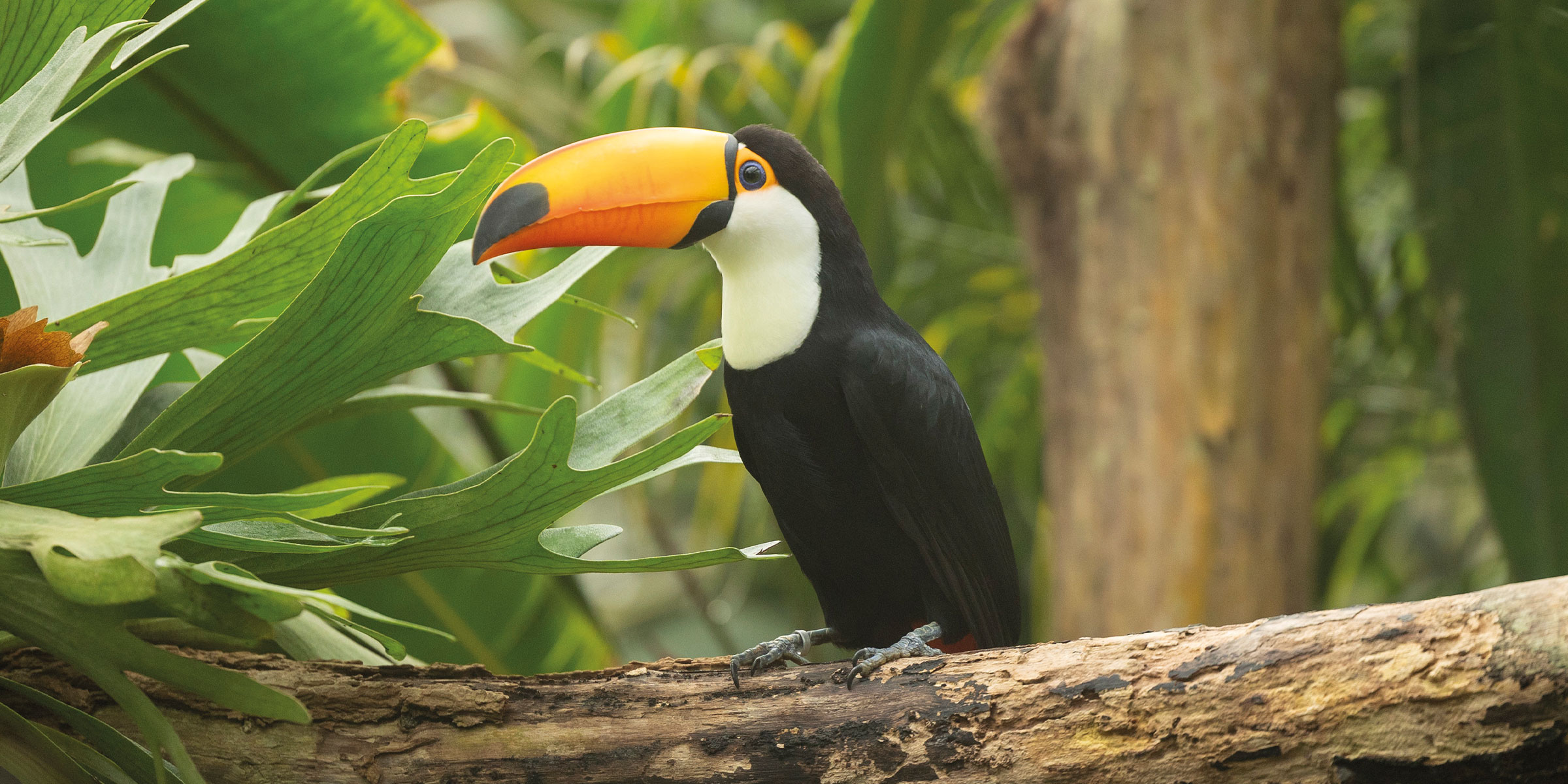 Just in one different world… | Pantropica - Pantropica Voorheen De Orchideeën Hoeve