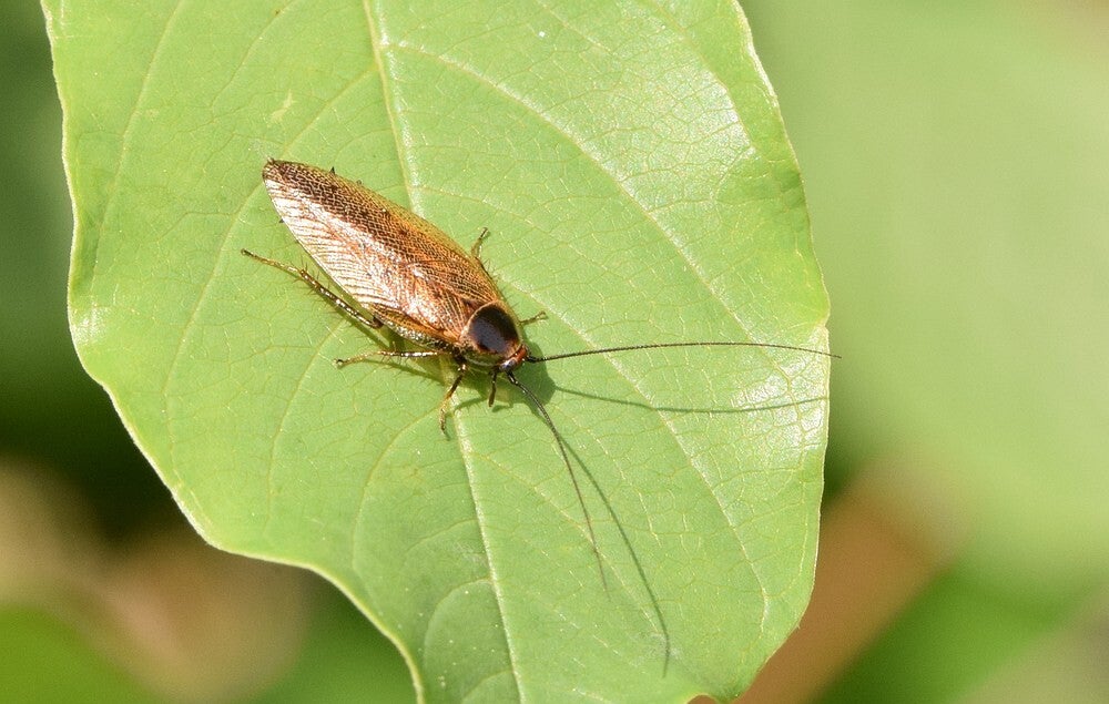 Kakkerlakken / Insecten / Fauna | Gerheserheide Leopoldsburg-Ham - Waar Komen Kakkerlakken Op Af