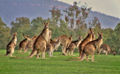 kangaroo - Bio assignment - Hoeveel Kangoeroes Leven Er In Australie
