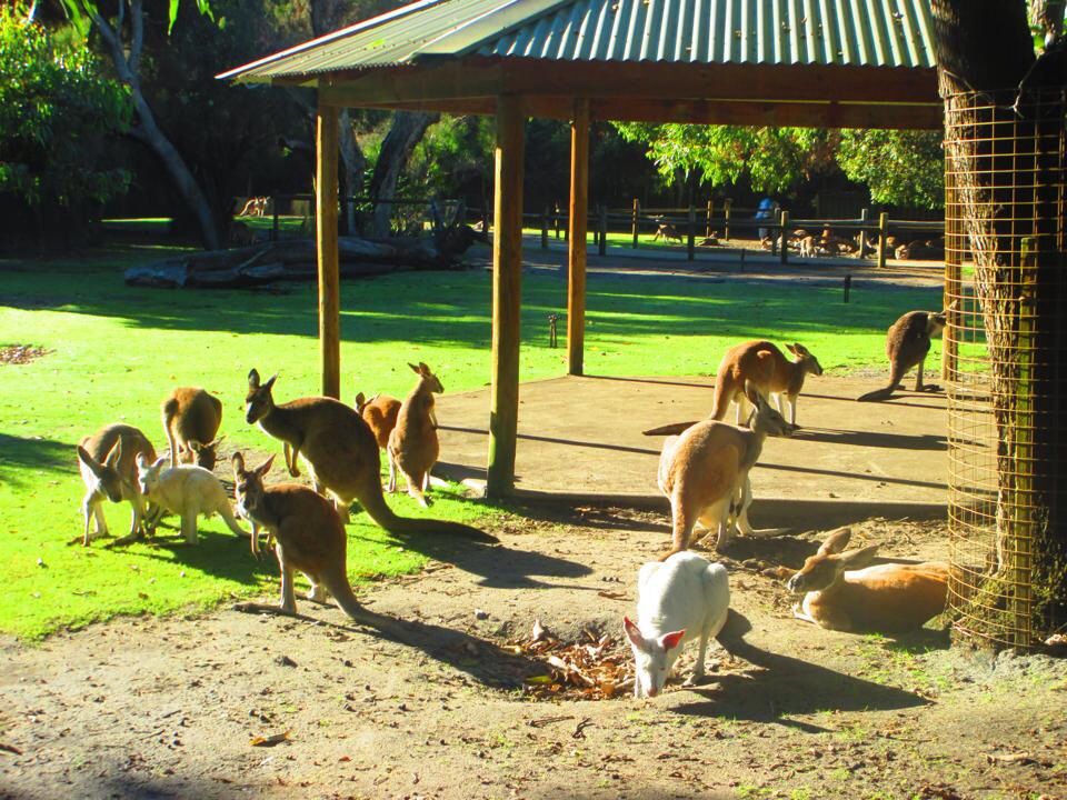 Hoeveel Kangoeroes Zijn Er In Australie