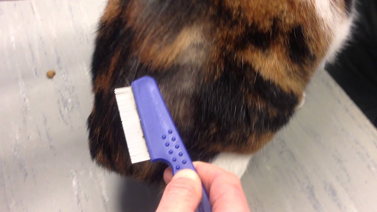 Kat met vlooien - YouTube - Hoe Zien Luizen Eruit In Je Haar