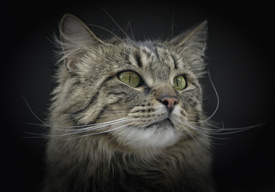 Kater, Noorse Boskat, Groene Ogen, De Ogen Van De Kat Cat Posters - Noorse Boskat Grootste Kat Ter Wereld