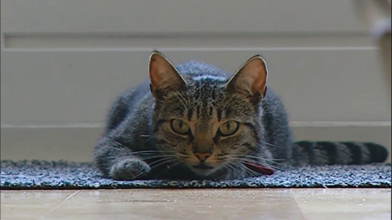 Ziet Een Kat Je Als Moeder