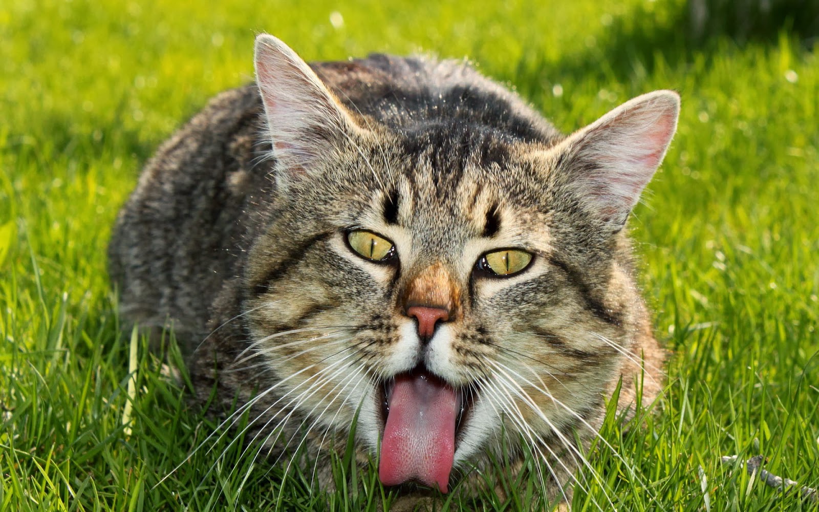 Katten Wallpapers (katten foto's) | Mooie Leuke Achtergronden Voor Je - Kat Eet Minder Warm Weer
