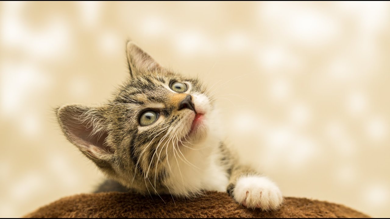 Welk Geluid Maken Katten Als Ze Kwaad Zijn 6 Letters