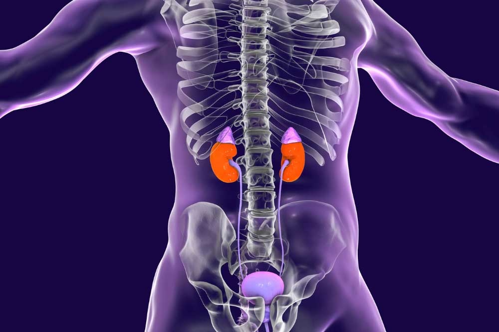 Kidney Impairment - ENCORE Research Group - Waar Zitten Je Nieren Man