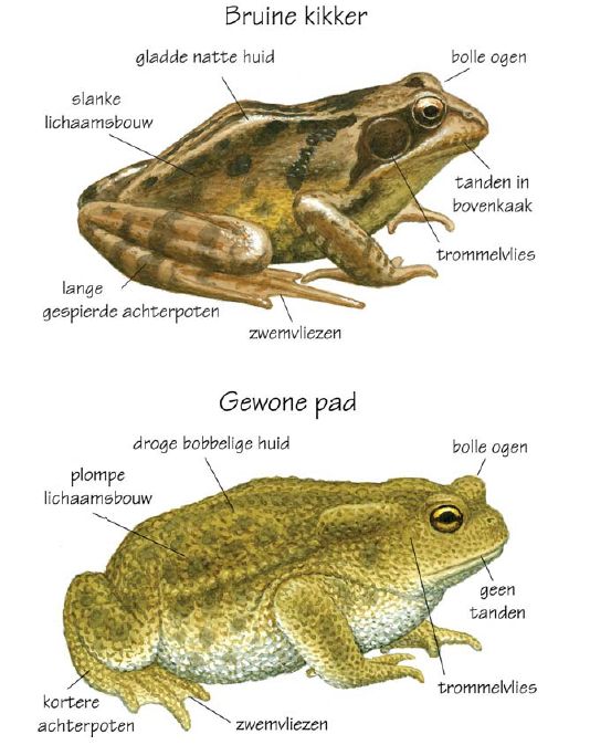 Is Een Kikker Een Reptiel