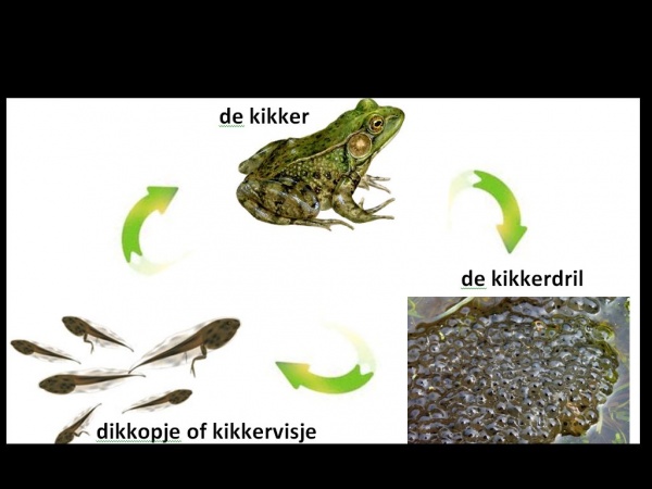 Kikkervisje - woorden.wiki.kennisnet.nl - Welke Twee Functies Heeft De Staart Van Een Kikkervisje
