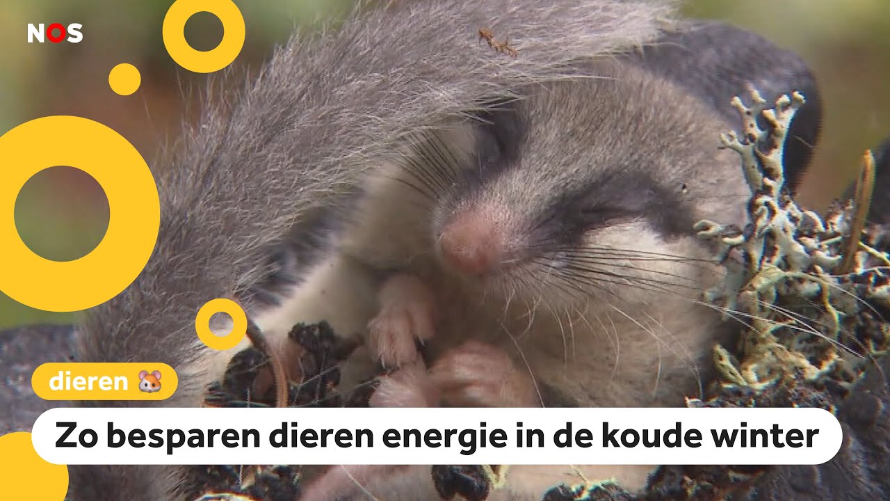 Kindervraag: Hoe plassen en poepen dieren in winterslaap? - YouTube - Welke Dieren Doen Een Winterslaap