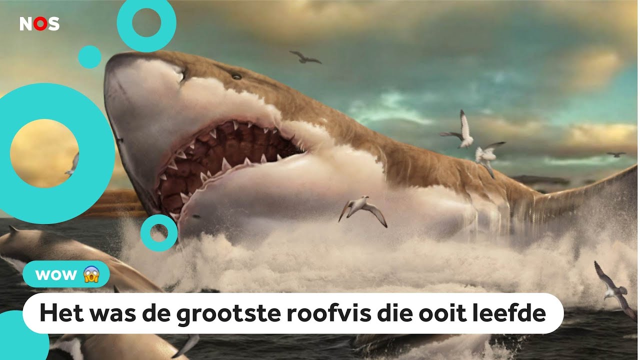 Kindervraag: Leeft de Megalodon (de grootste haai ooit) nog? - YouTube - Hoeveel Tanden Heeft Een Witte Haai