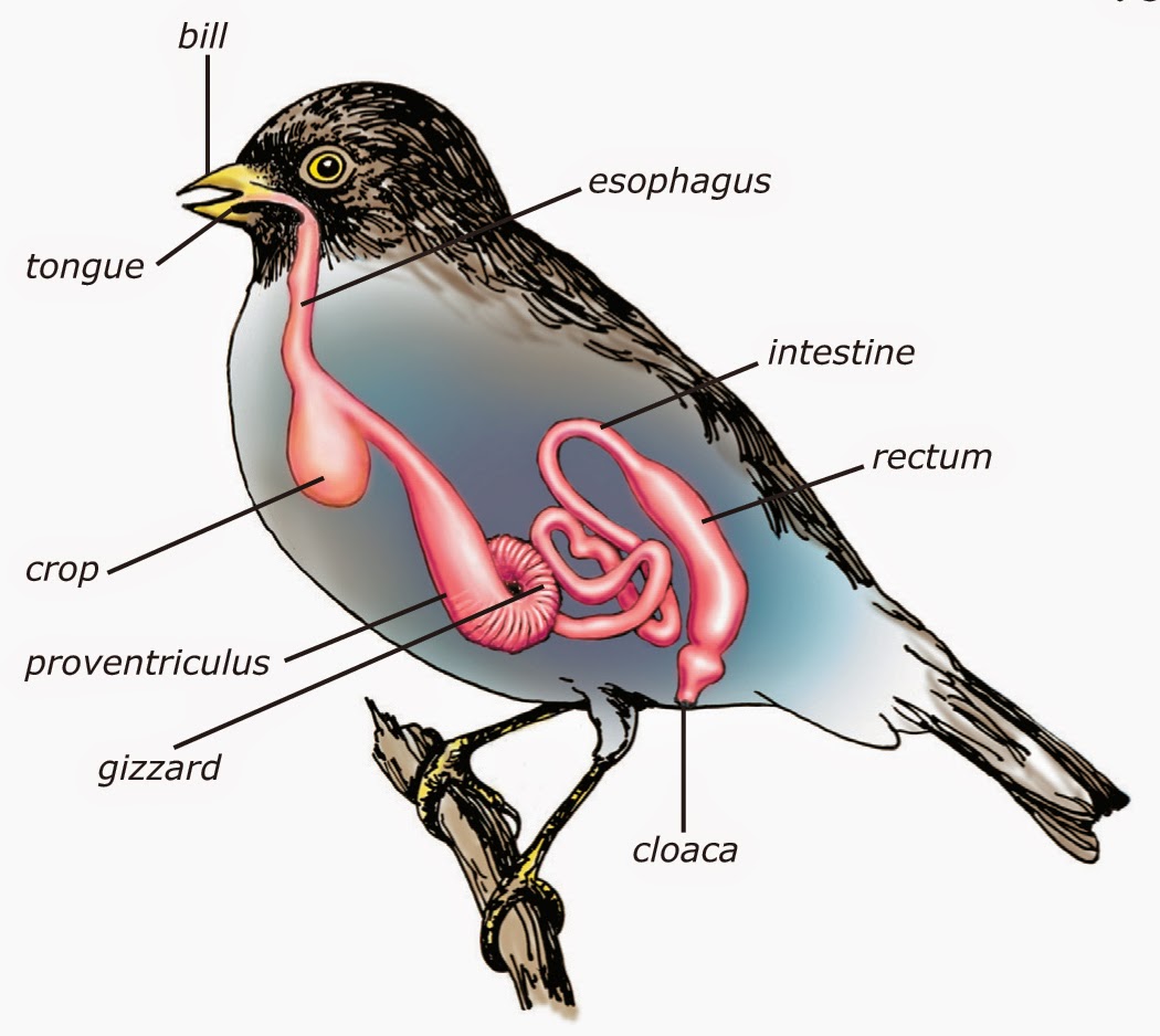 King's Christian School Biology: Bird Systems - Diersoort Zonder Mond En Organen