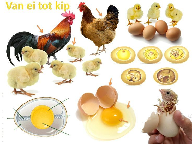 kip en ei werkblad - Google zoeken | Kindergarten farm theme, Animal - Kom Uit Het Ei Kleintje