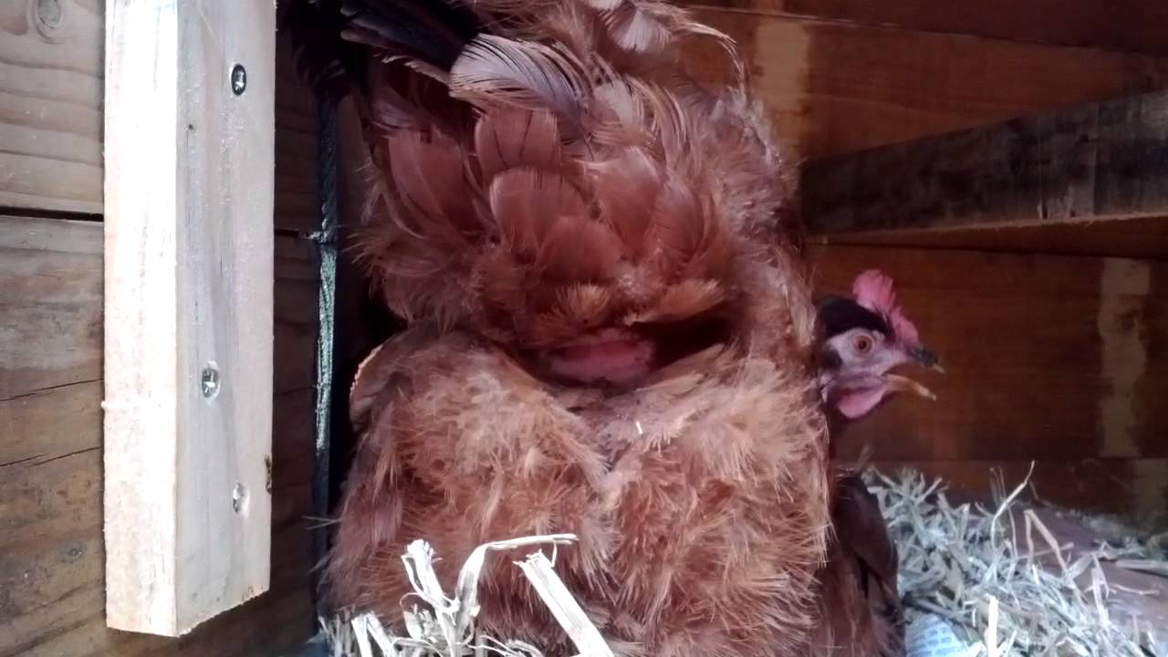 Kip legt een ei. close-up. Chicken is laying an egg. close-up ! - YouTube - Welke Kip Legt Witte Eieren