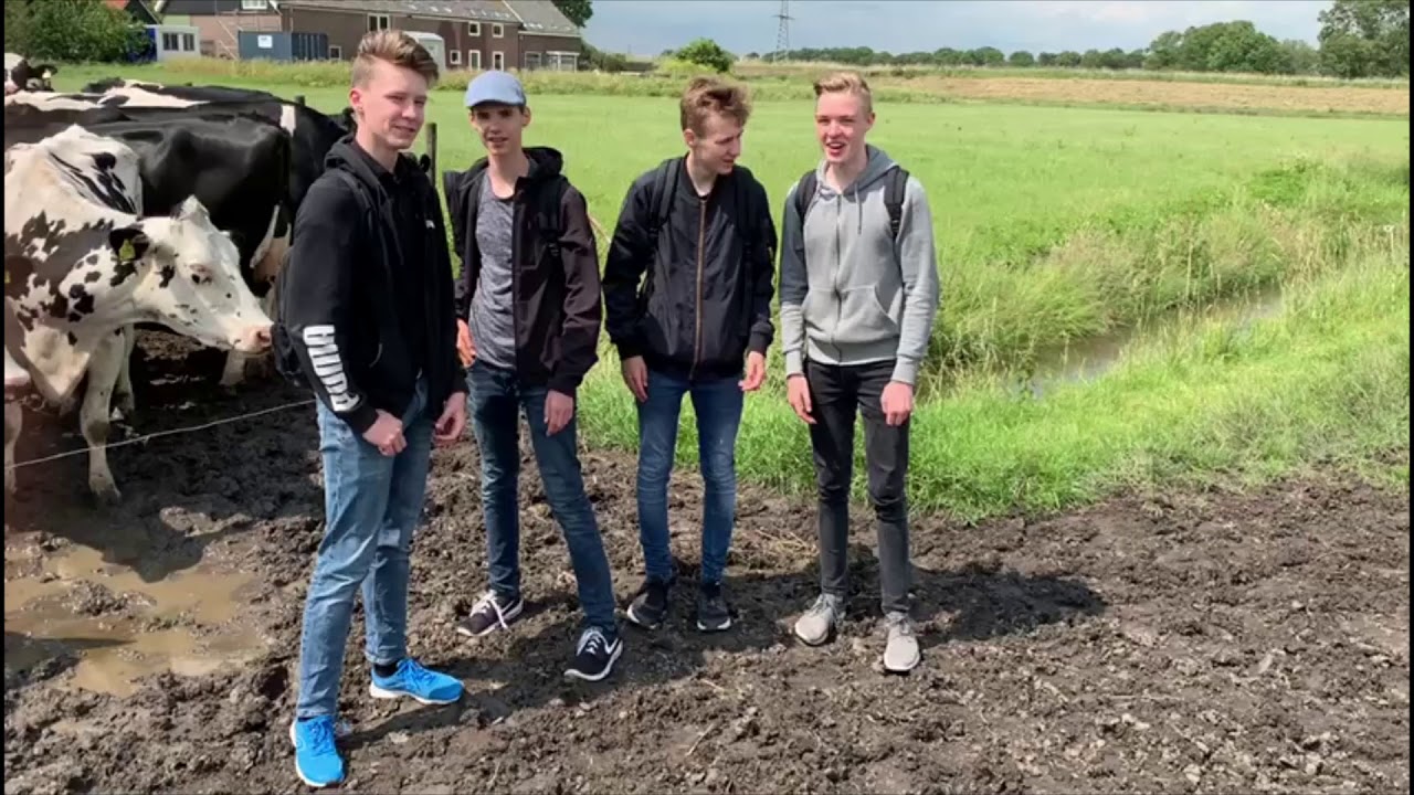 Kip Een Paard En Een Koe