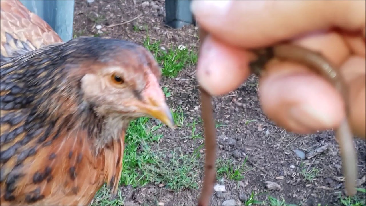 Kippen eten wormen, toch?? - YouTube - Wat Eten Kippen In Het Wild