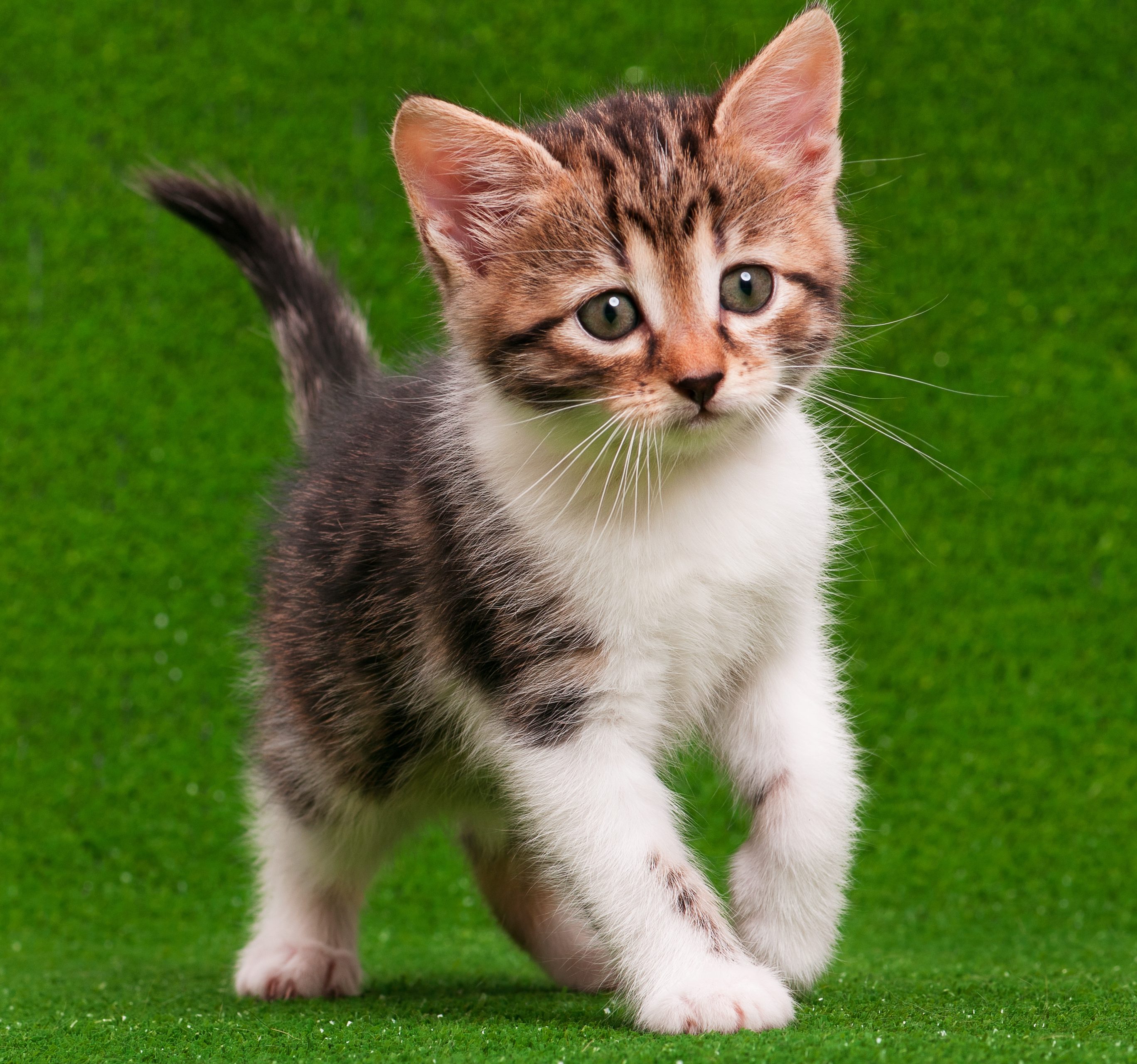 Kitten Kater Verschil Tussen Katten En Poezen