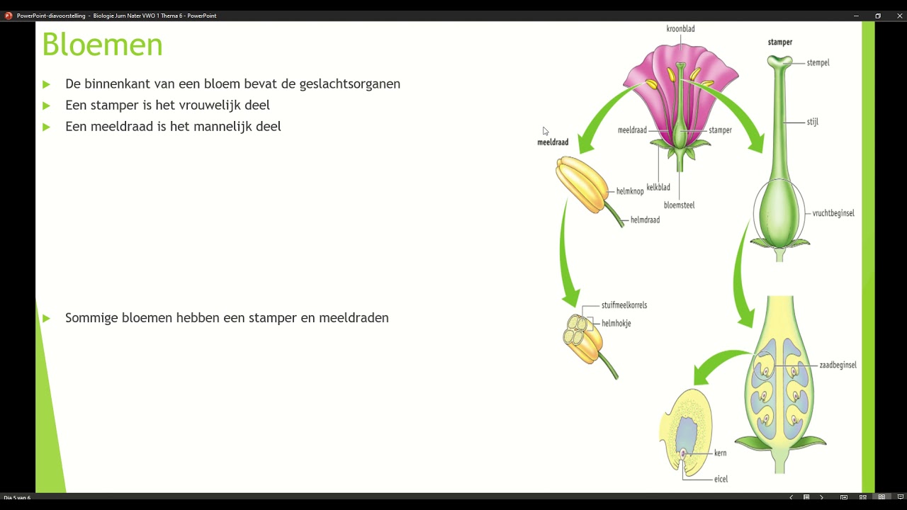 Klas 1 Thema 6 Voortplanting bij planten en dieren Basisstof 1 Bloemen - Hoe Planten Vaatplanten Zich Voort