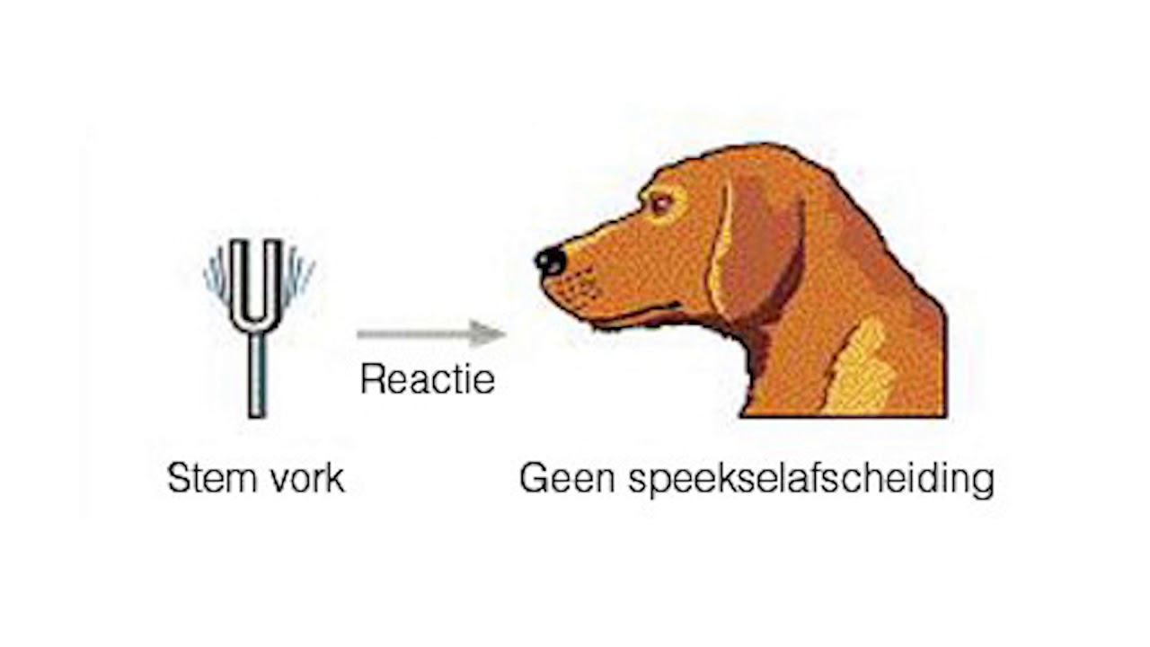 Verschil Klassieke En Operante Conditionering