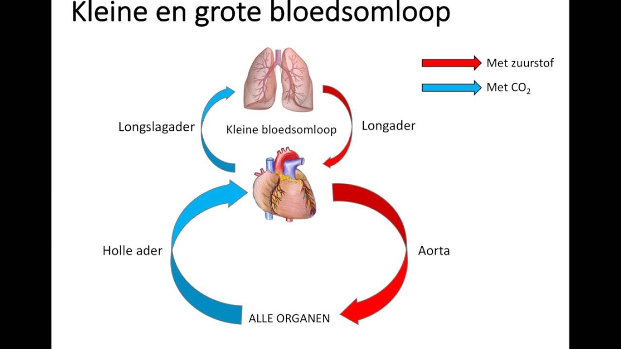 Kleine Bloedsomloop En Grote Bloedsomloop