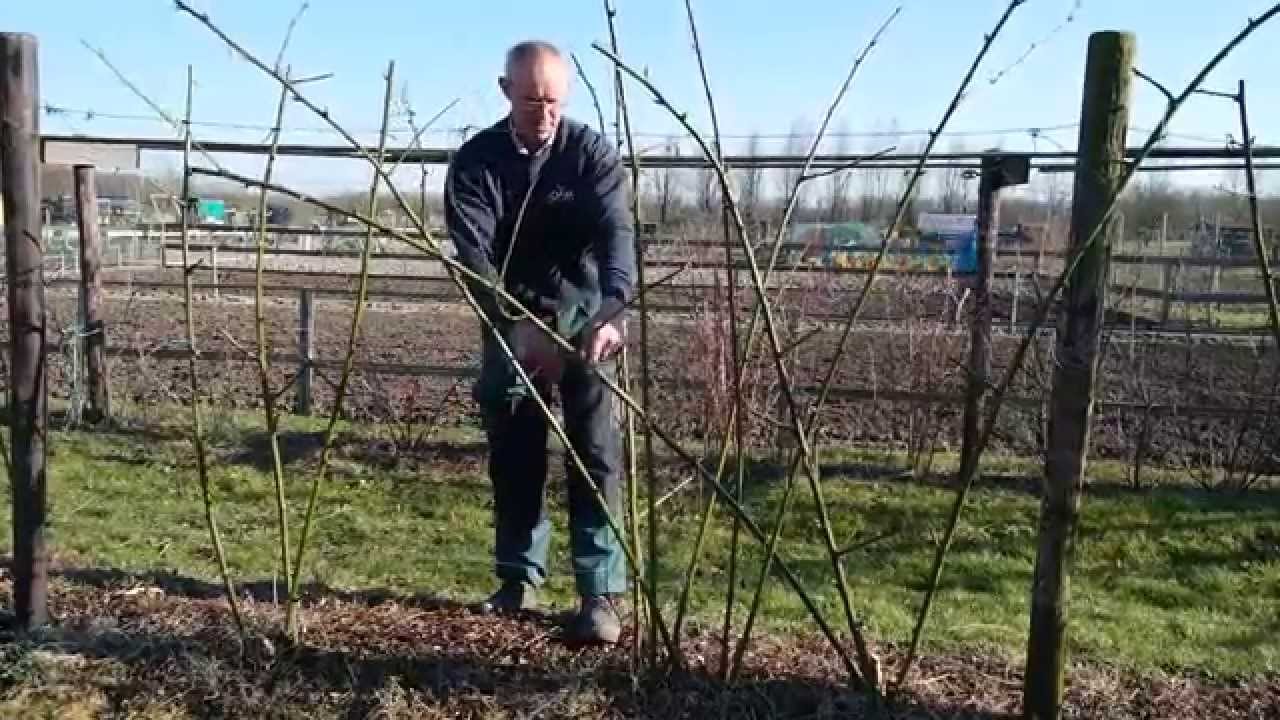 Giftige Bessen In De Tuin
