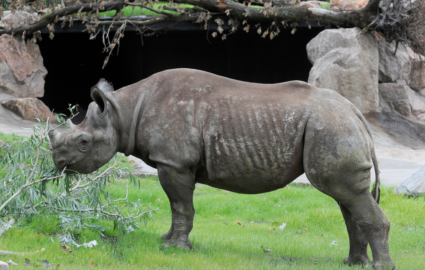 Kleintje op komst bij zwarte neushoorns in Blijdorp (en daarom is dat - Hoeveel Zwarte Neushoorns Zijn Er Nog