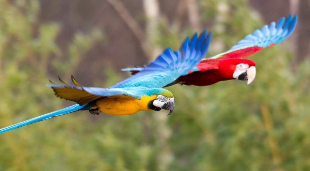 Kleurrijke papegaaien in Brazilie - Welke Dieren Leven In Het Tropisch Regenwoud
