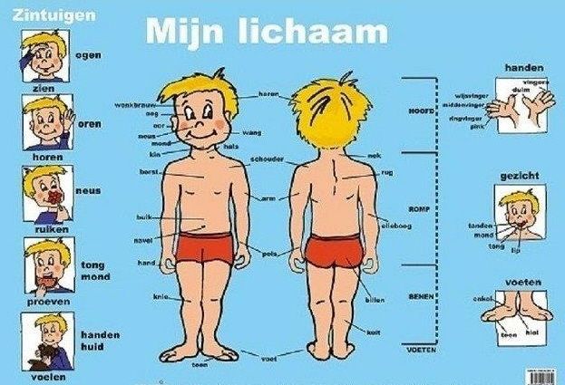 Met Welk Lichaamsdeel Ruikt Een Slang